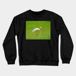 Florida Birding Crewneck Sweatshirt